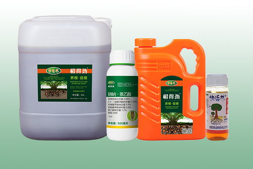 桂花樹的養(yǎng)護(hù)與施肥指南 助力綠化工程中茁壯成長