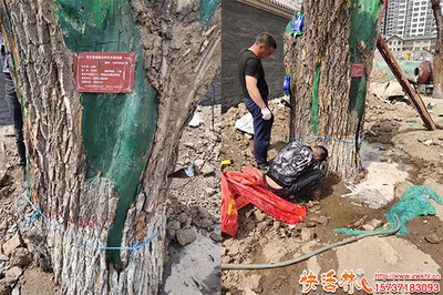 綠化工程中樹木營養(yǎng)液的購買渠道與注意事項(xiàng)