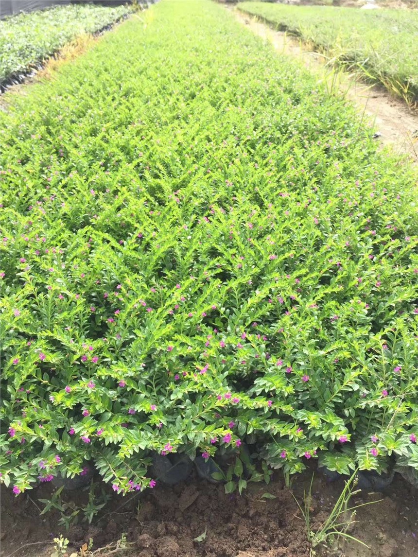 定州市園林工程綠化專用苗滿天星 價格實(shí)惠，基地直銷，助力綠化工程