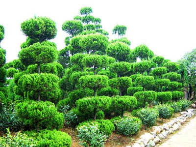 威海華興綠化工程 優(yōu)質(zhì)苗木供應(yīng)與專業(yè)綠化服務(wù)一體化解決方案